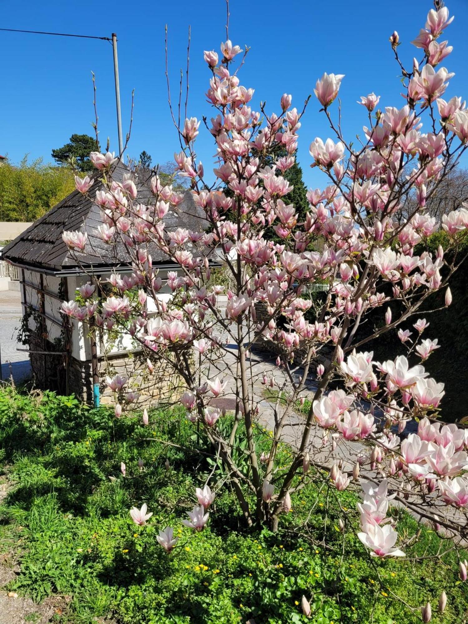 Landhaus Am Kurpark Badeni járás Kültér fotó
